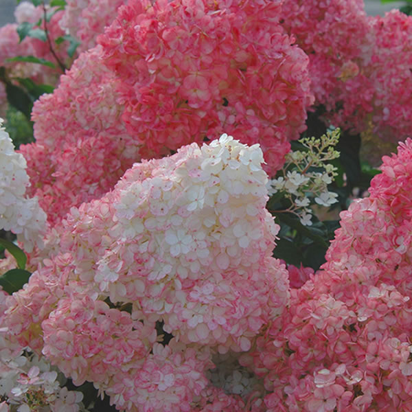 Lilac Meyeri on Standard, Hydrangea Endless Summer and Vanilla Strawberry