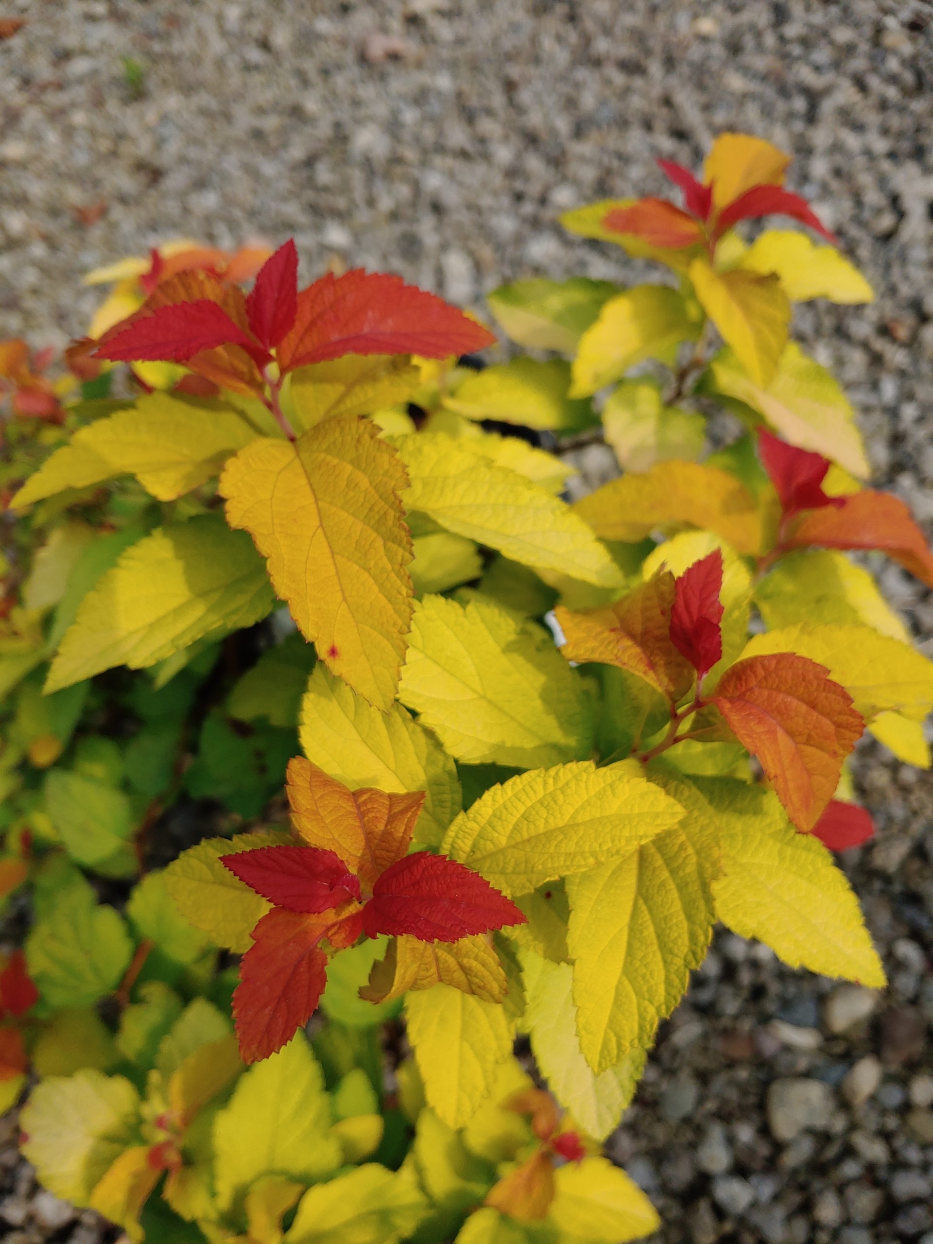 Candy Corn Spirea, Golden Spirit and Velvet Cloak Smokebush Make Great Fall Plantings