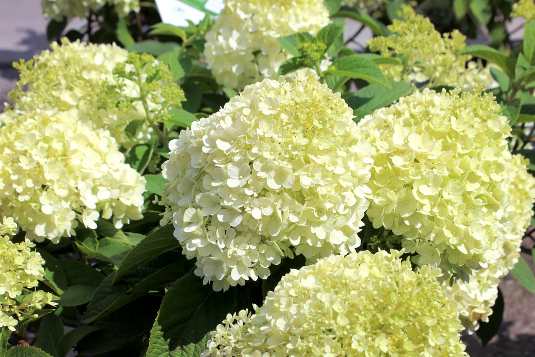 bobo hydrangea